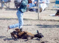 Cattle Exploitation - Rodeo - Calf Roping - 05