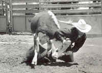 Cattle Exploitation - Rodeo - Steer Wrestling - 03