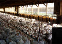 Chicken - Broiler Meat Production - 01