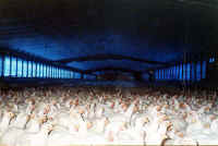 Chicken - Broiler Meat Production - 03