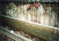 Chicken - Egg Production - 02