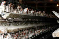 Chicken - Egg Production - 03