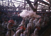 Chicken - Egg Production - 08 