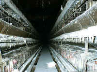 Chicken - Egg Production - 10