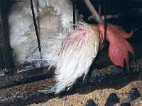 Chicken - Egg Production - 16