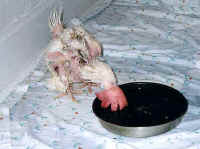 Chicken - Forced Molting - 02