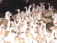 Ducks and Geese Exploitation - Factory Farm - 02a