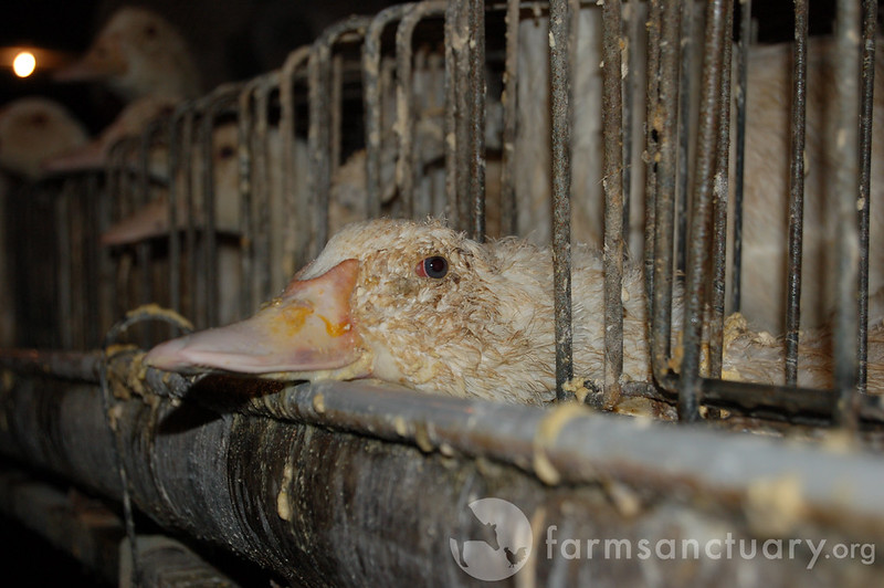photo of suffering duck