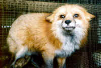 Fox - Fur - 04