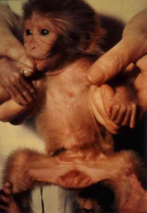 Monkeys and Other Primates - Baby-01