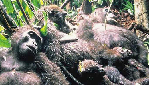 Monkeys and Other Primates - Bush Meat-01