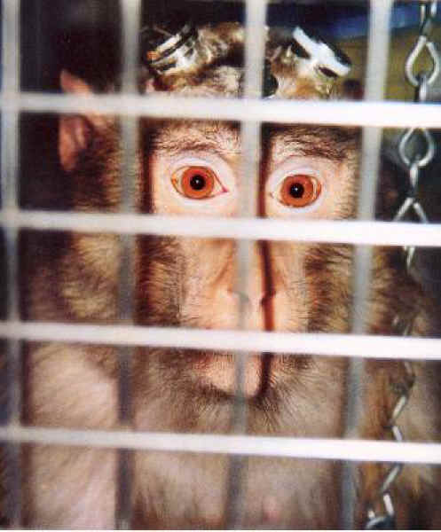 Monkeys and Other Primates - Cage-01