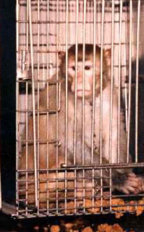 Monkeys and Other Primates - Cage-02