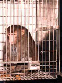 Monkey - Cage - 03