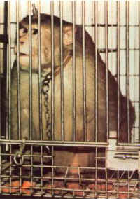 Monkey - Cage - 04