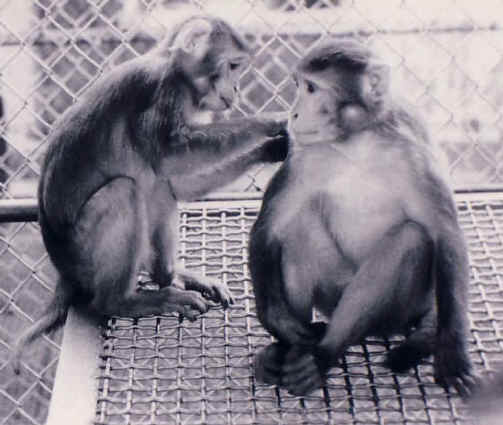 Monkeys and Other Primates - Cage-12