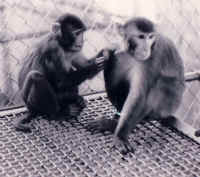 Monkey - Cage - 13