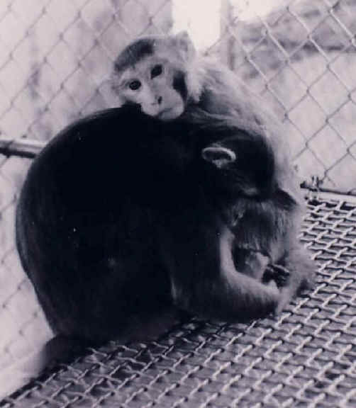 Monkeys and Other Primates - Cage-14