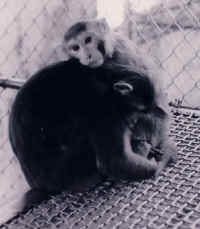 Monkey - Cage - 14