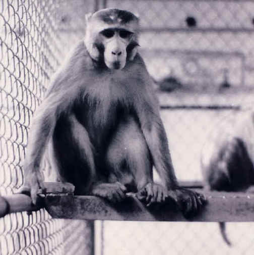 Monkeys and Other Primates - Cage-17