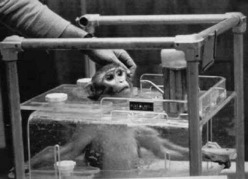 Monkeys and Other Primates - Restraint Chair-08