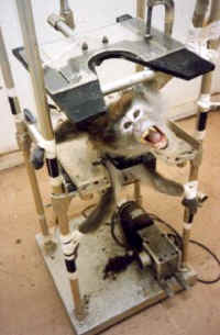 Monkey - Restraint Chair - 10
