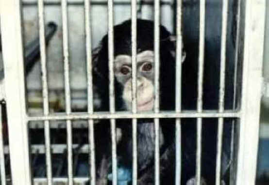 Monkeys and Other Primates - Chimpanzee - 03