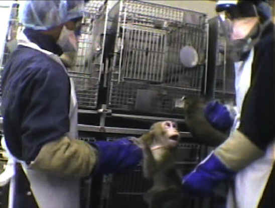 Monkeys and Other Primates - Experiment - 21