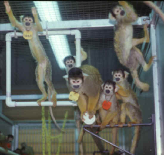 Monkeys and Other Primates - University of South Alabama - 11
