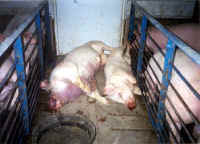 Pig Exploitation - Factory Farming - 02