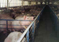 Pig Exploitation - Factory Farming - 06
