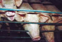 Pig Exploitation - Factory Farming - 09
