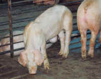 Pig Exploitation - Factory Farming - 13