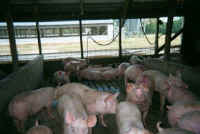 Pig Exploitation - Factory Farming - 18