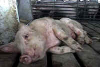 Pig Exploitation - Factory Farming - 19-a