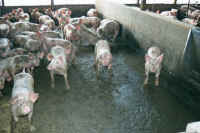 Pig Exploitation - Factory Farming - 19