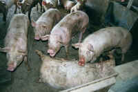Pig Exploitation - Factory Farming - 21