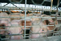 Pig Exploitation - Factory Farming - 25