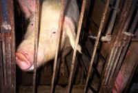 Pig Exploitation - Gestation Crates - 03