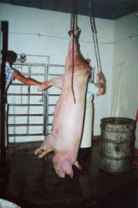 Pig Exploitation - Slaughter - 05