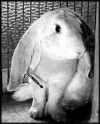 Rabbit - Medical Research - 14
