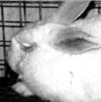 Rabbit - Testing - 09