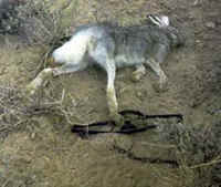 Rabbit - Trapping - 01