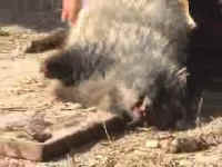 Raccoon Dog - Fur - 19