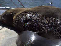 Seal - Fishing - 05