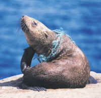 Seal - Fishing - 07