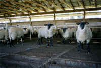 Sheep and Lambs - Farm - 01