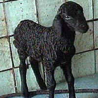 Sheep and Lambs - Persian Lamb Fur - 01