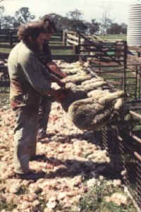 Sheep and Lambs - Wool - 08