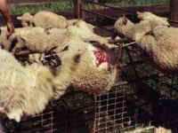 Sheep and Lambs - Wool - 09